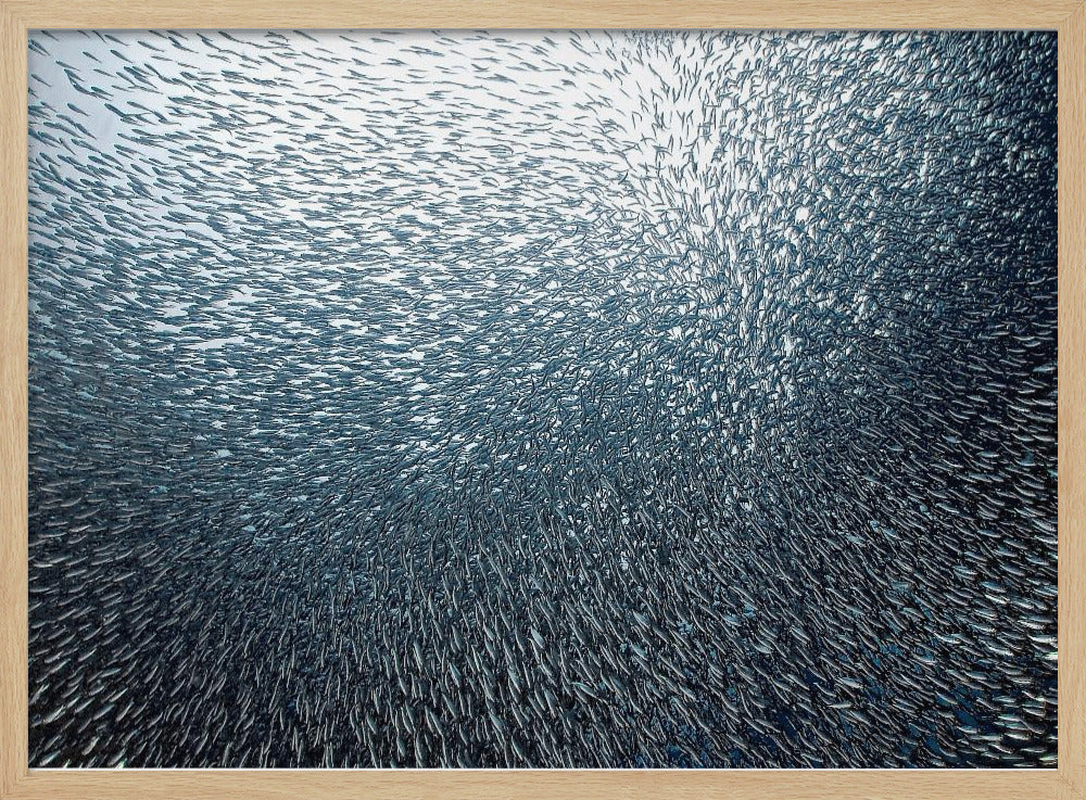 Sardines Firework | Poster