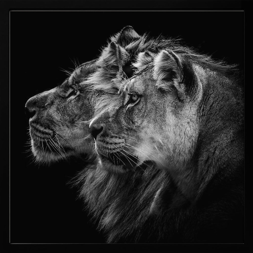 Lion and lioness portrait | Poster
