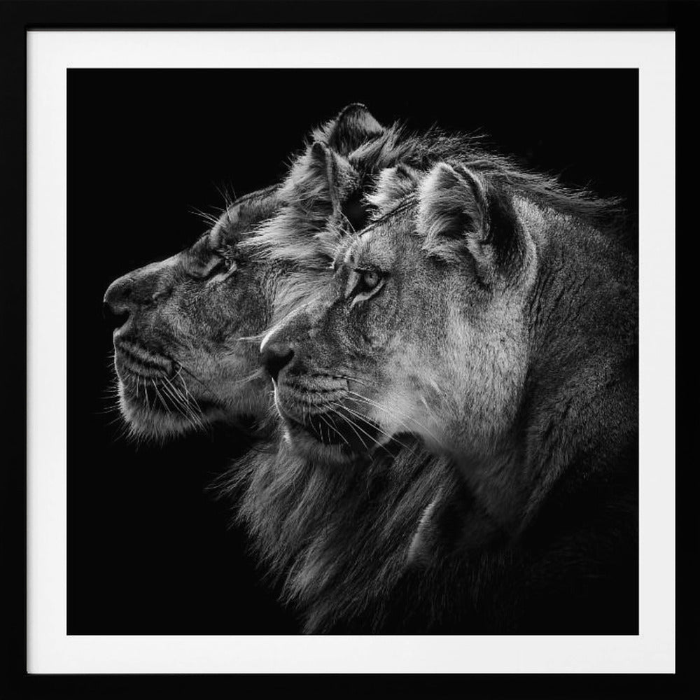 Lion and lioness portrait | Poster
