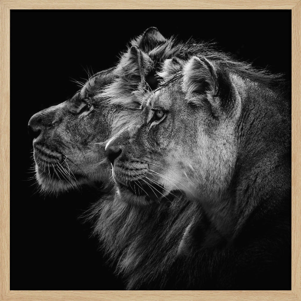 Lion and lioness portrait | Poster