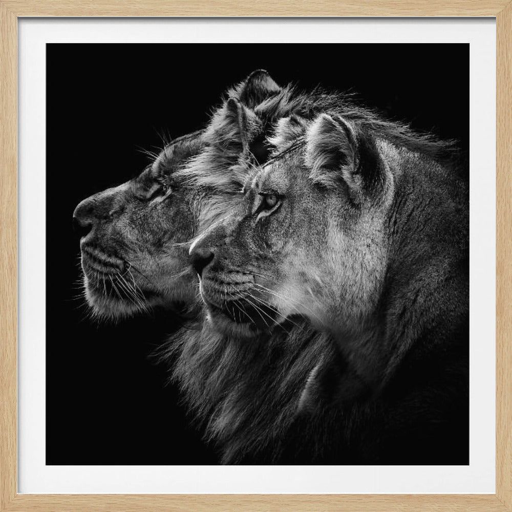Lion and lioness portrait | Poster