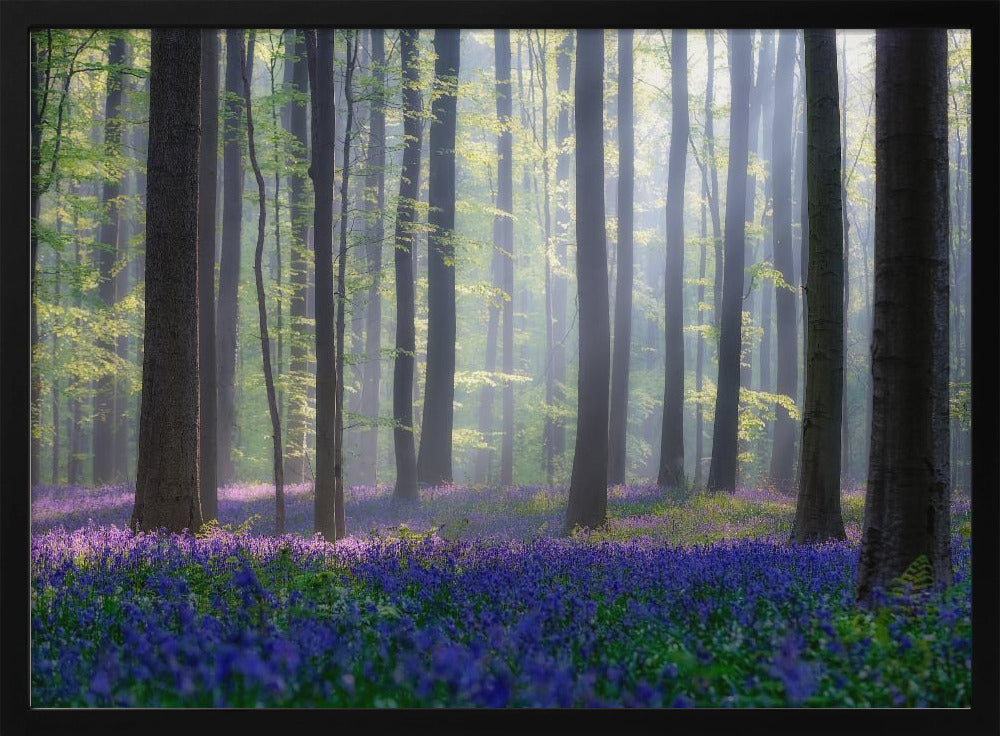 Bluebells | Poster