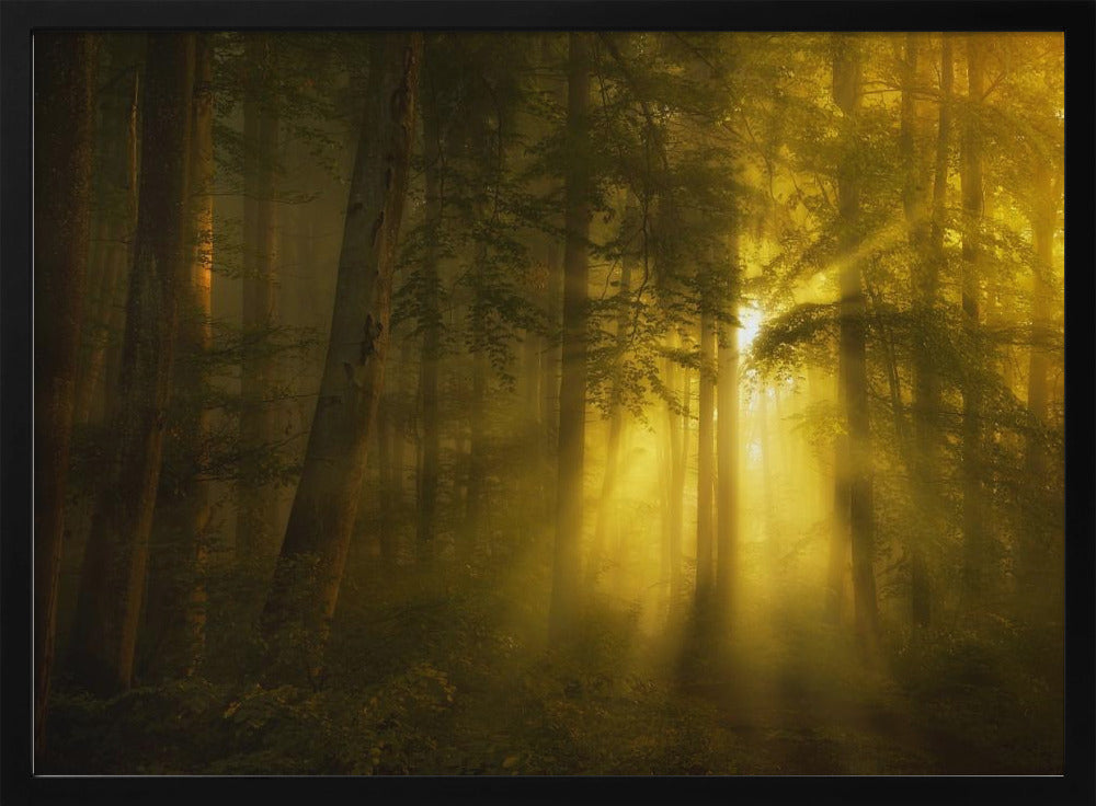 Giallo | Poster - Stampe d’Arte