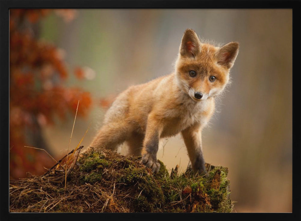 Fox | Poster