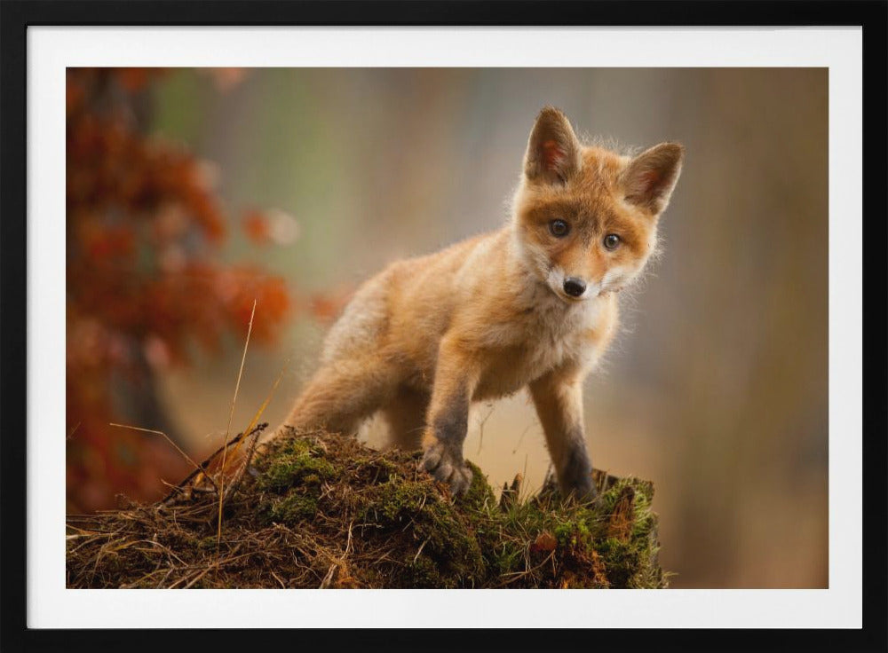Fox | Poster