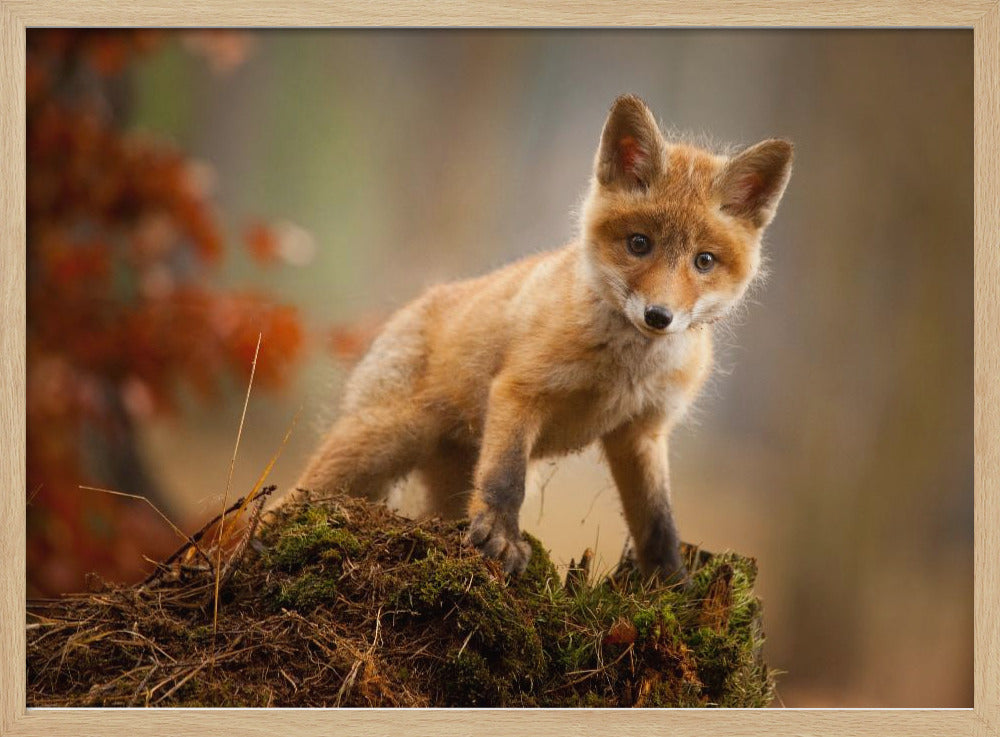 Fox | Poster