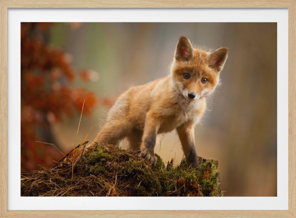 Fox | Poster