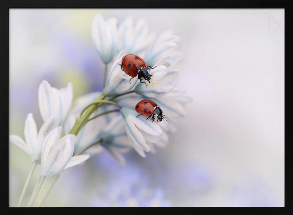 Ladybirds | Poster
