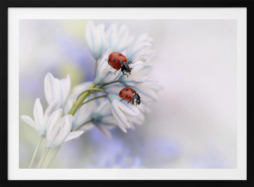 Ladybirds | Poster