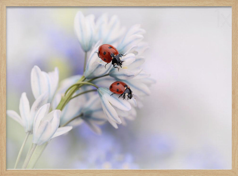 Ladybirds | Poster