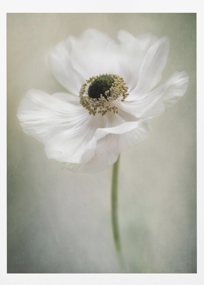 Single White | Poster