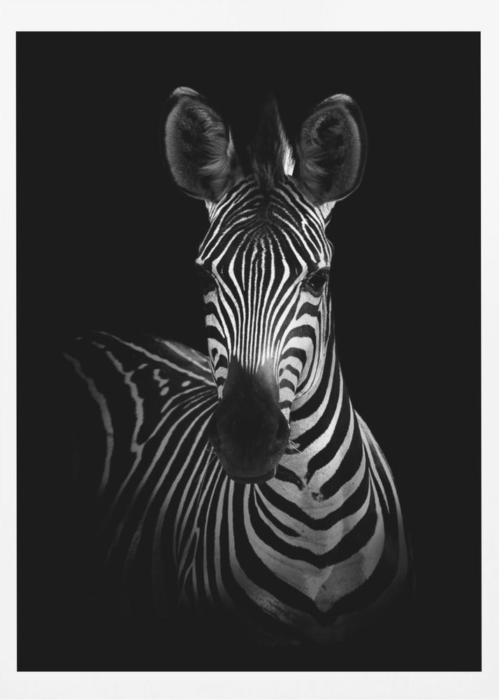The Zebra | Poster