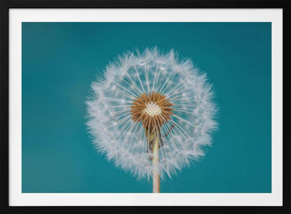 Voikukka | Julisteet - Taidevedokset