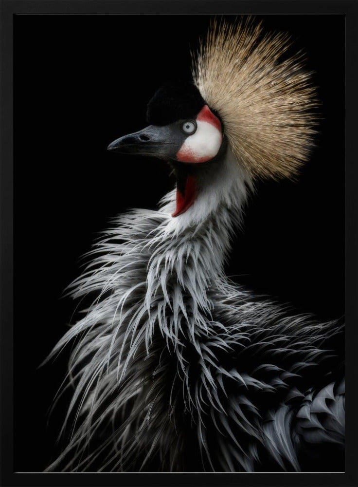 Crowned crane's portrait | Poster