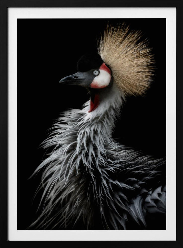 Crowned crane's portrait | Poster