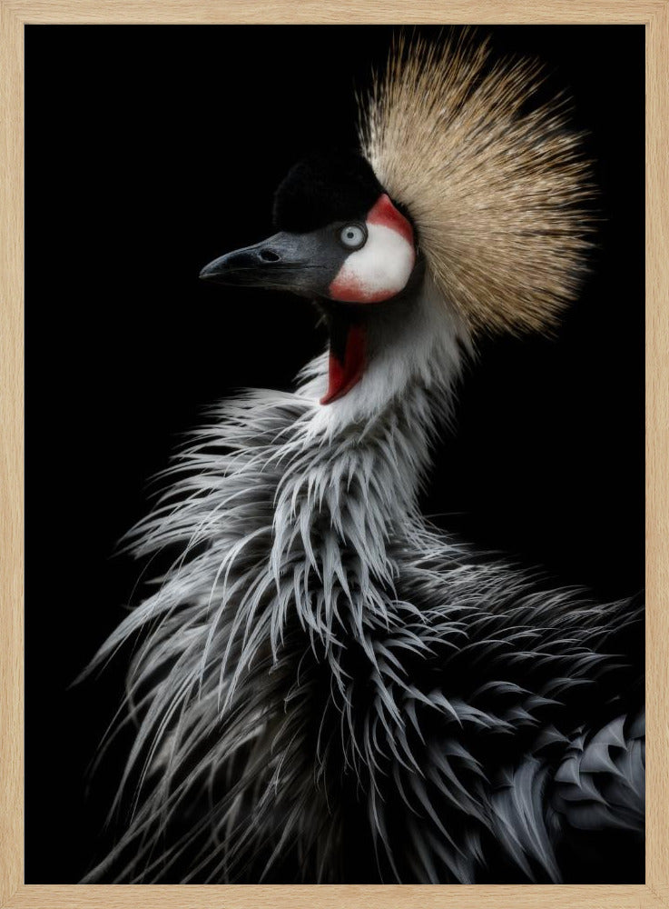 Crowned crane's portrait | Poster