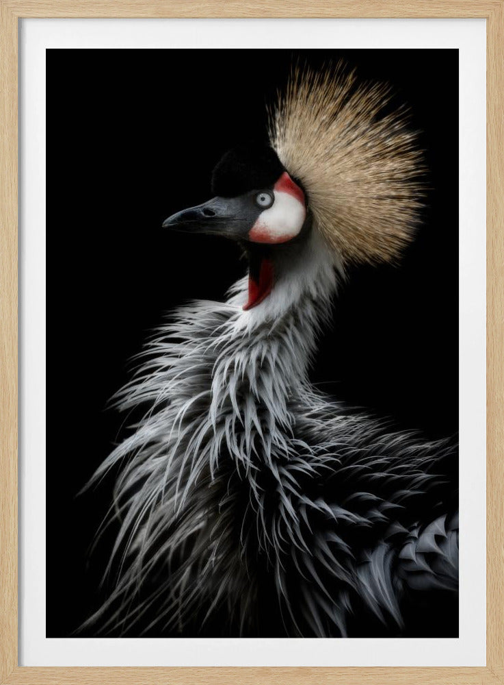 Crowned crane's portrait | Poster