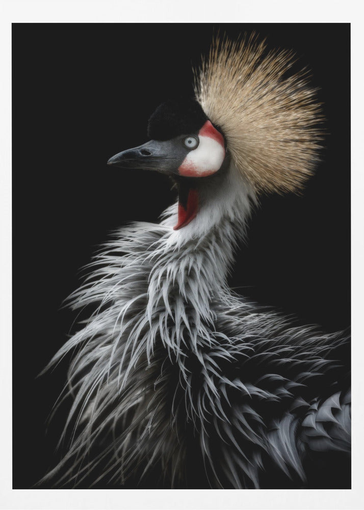 Crowned crane's portrait | Poster