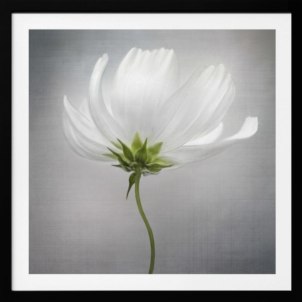 Kosmos *** | Julisteet - Taidevedokset