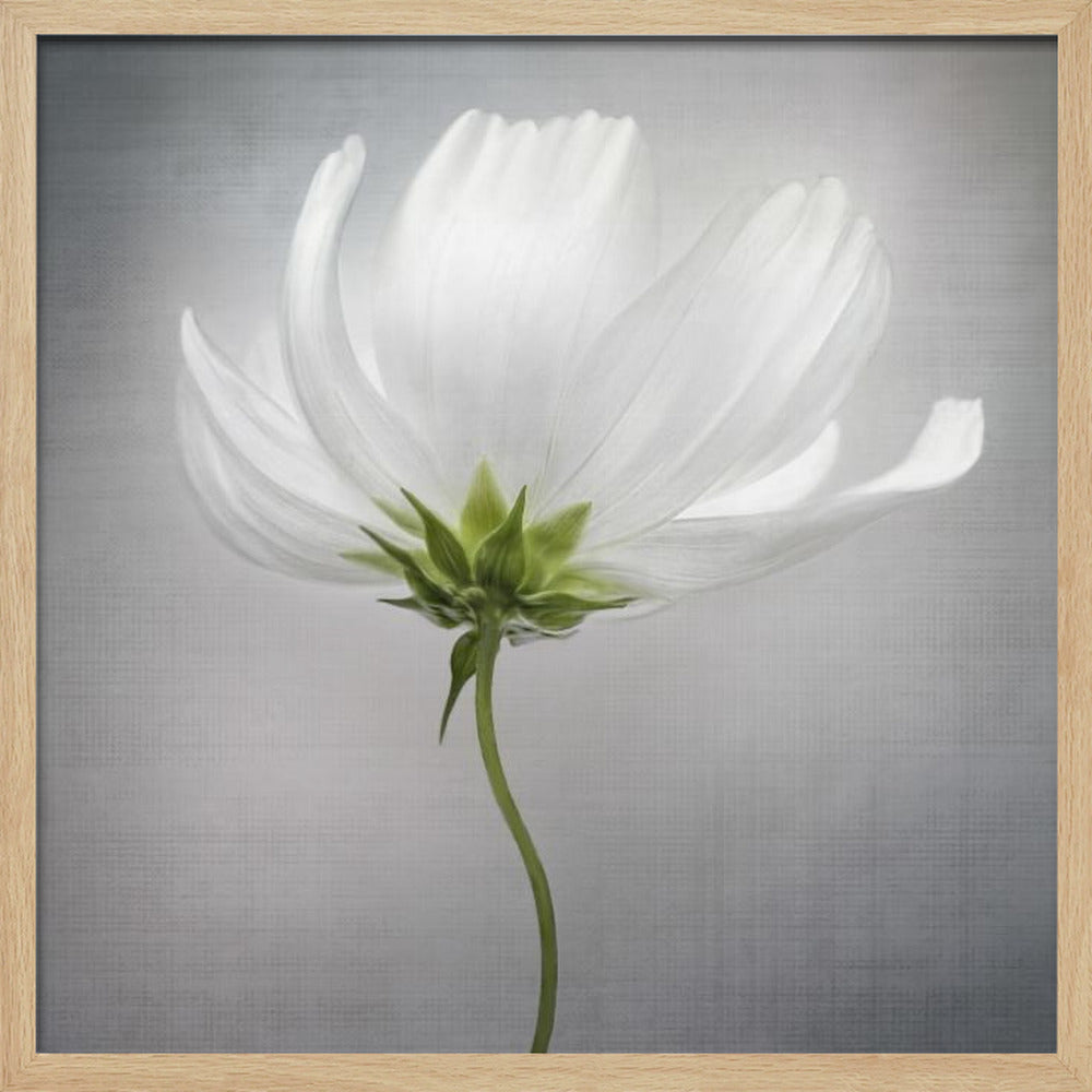 Kosmos *** | Julisteet - Taidevedokset