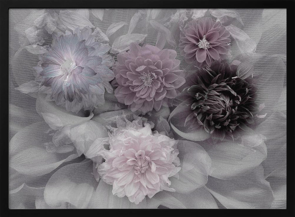 Dahlia dream | Poster
