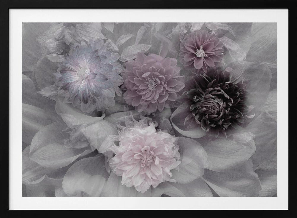 Dahlia dream | Poster