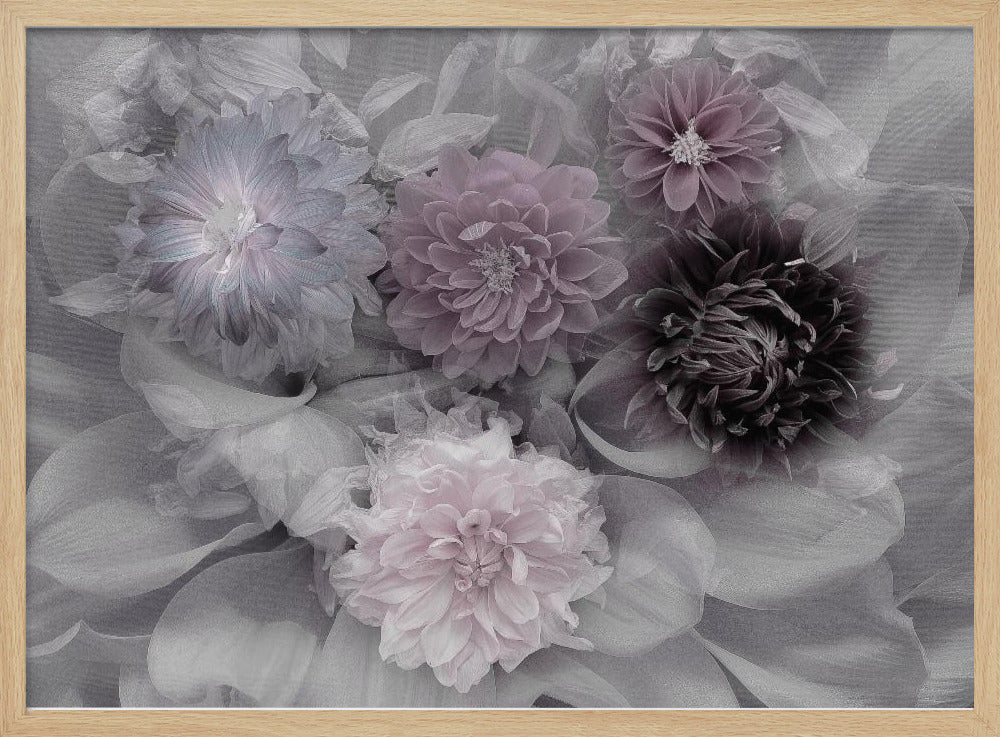 Dahlia dream | Poster