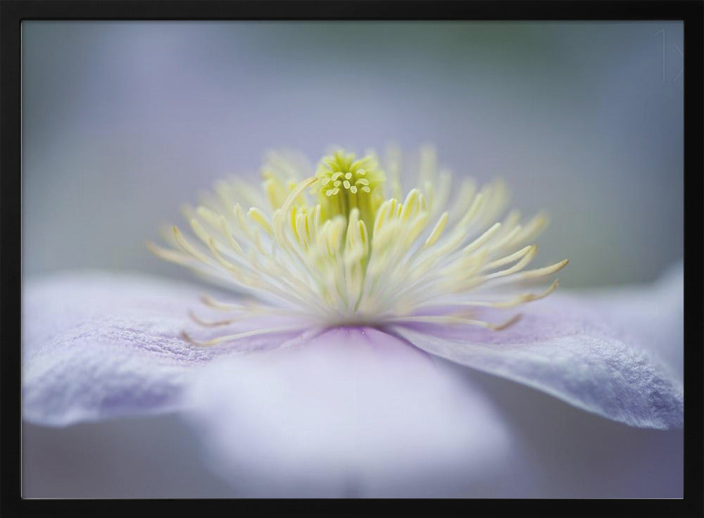 Mayleen | Posters  - Impresiones de Arte