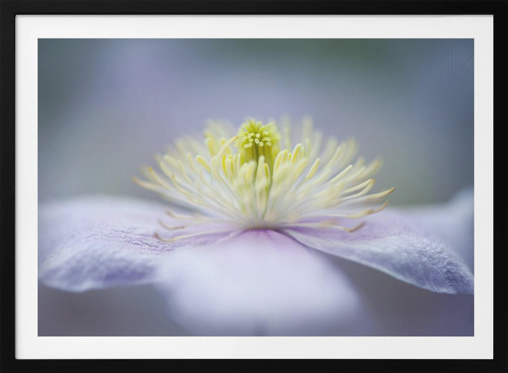 Mayleen | Posters  - Impresiones de Arte