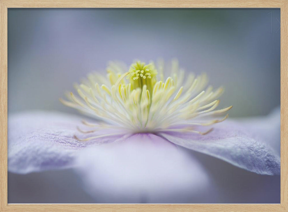 Mayleen | Posters  - Impresiones de Arte