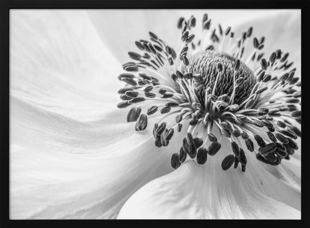 Vuokko | Julisteet - Taidevedokset