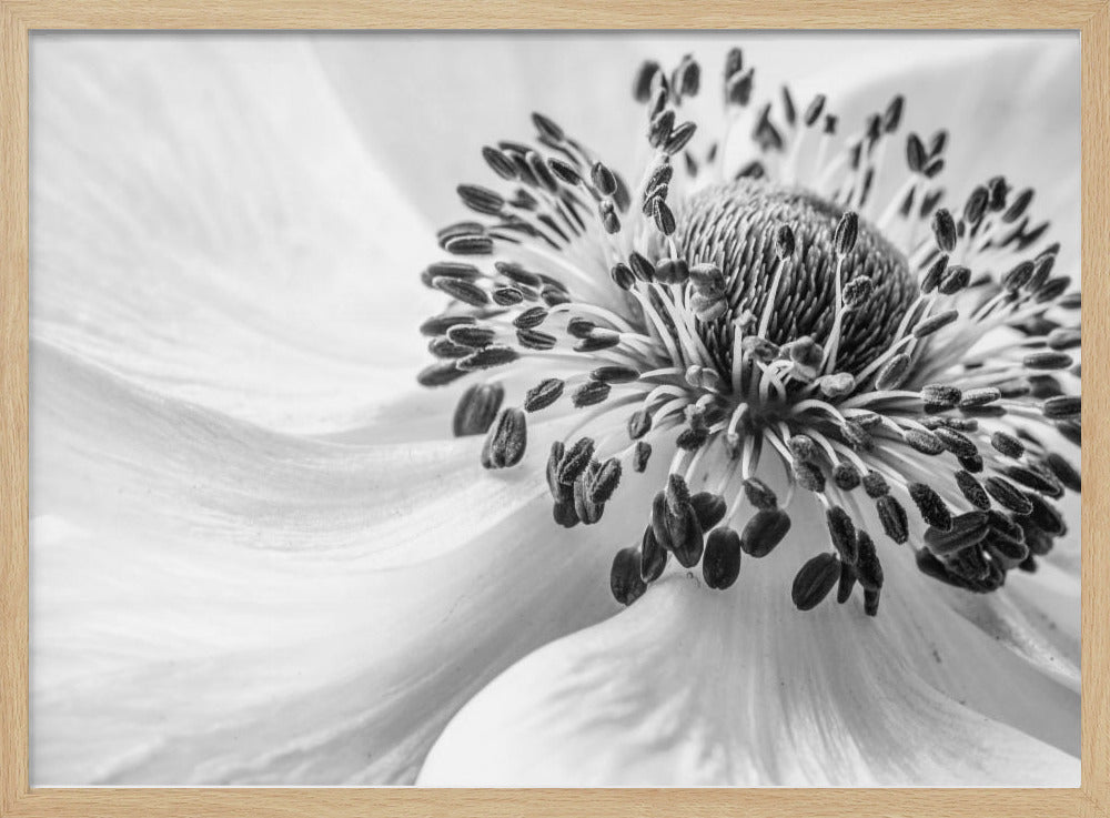 Vuokko | Julisteet - Taidevedokset