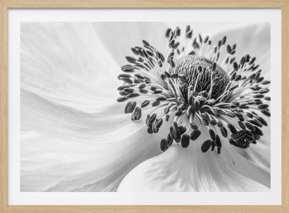 Vuokko | Julisteet - Taidevedokset