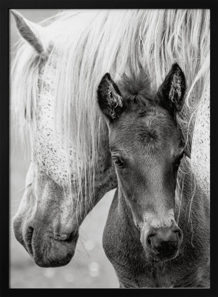 The Foal | Poster