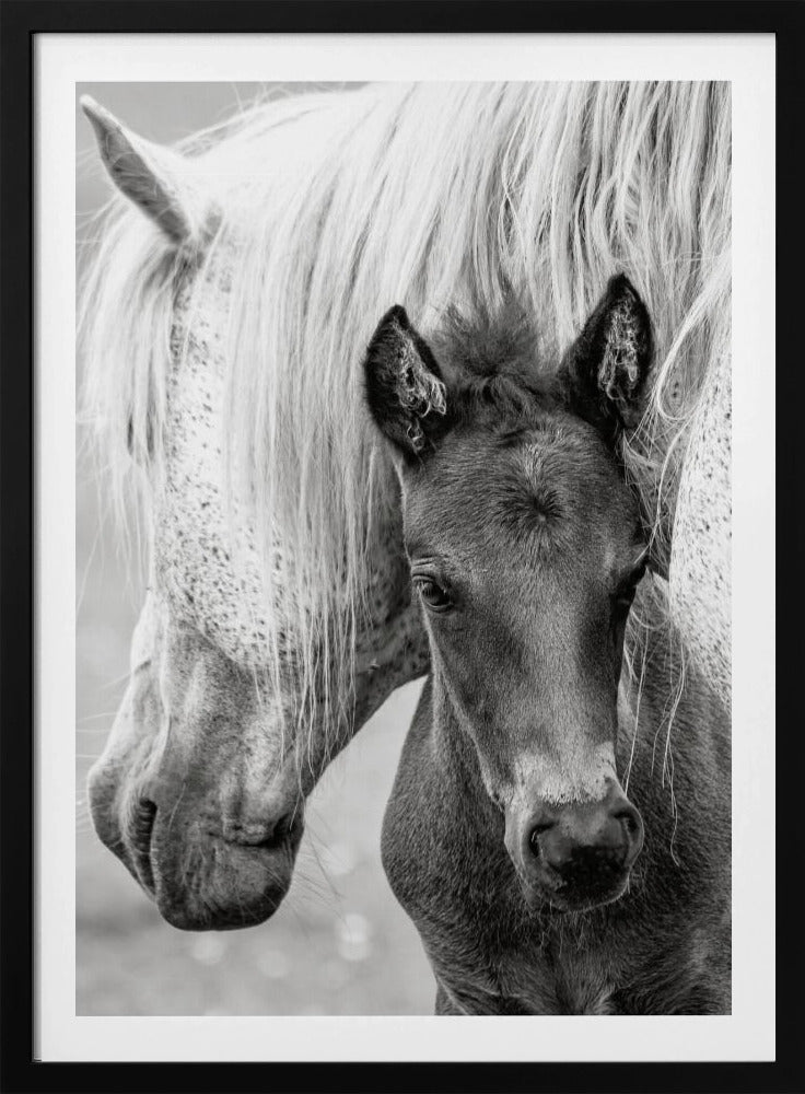 The Foal | Poster