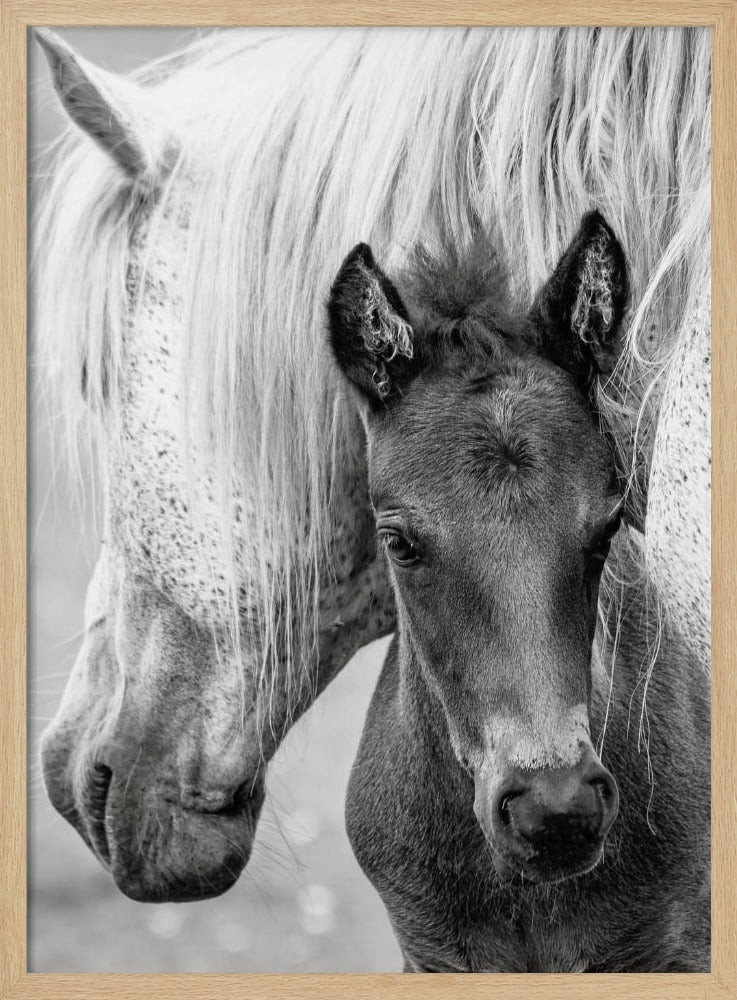 The Foal | Poster