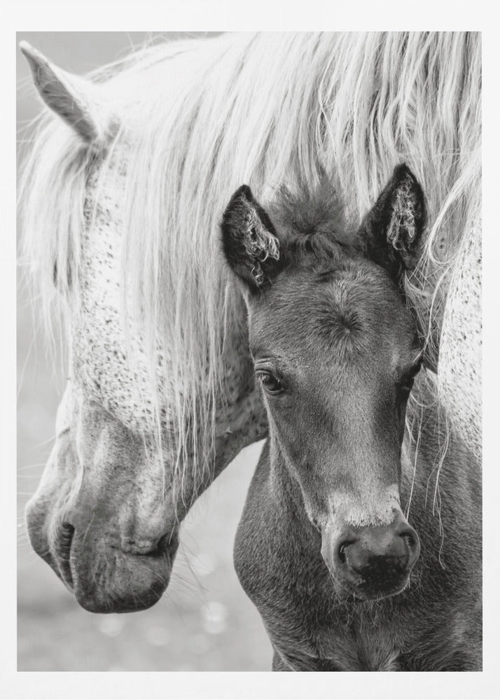 The Foal | Poster