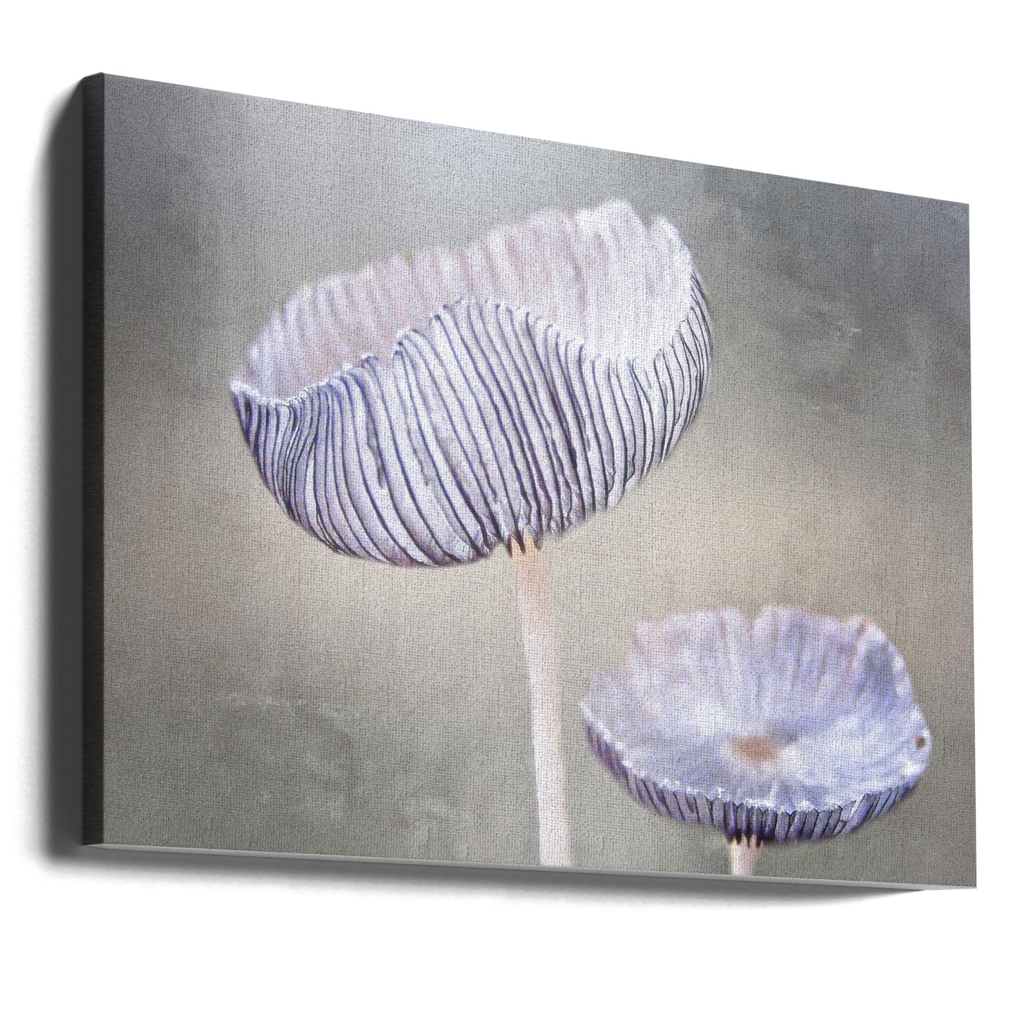 mushroom | Canvas