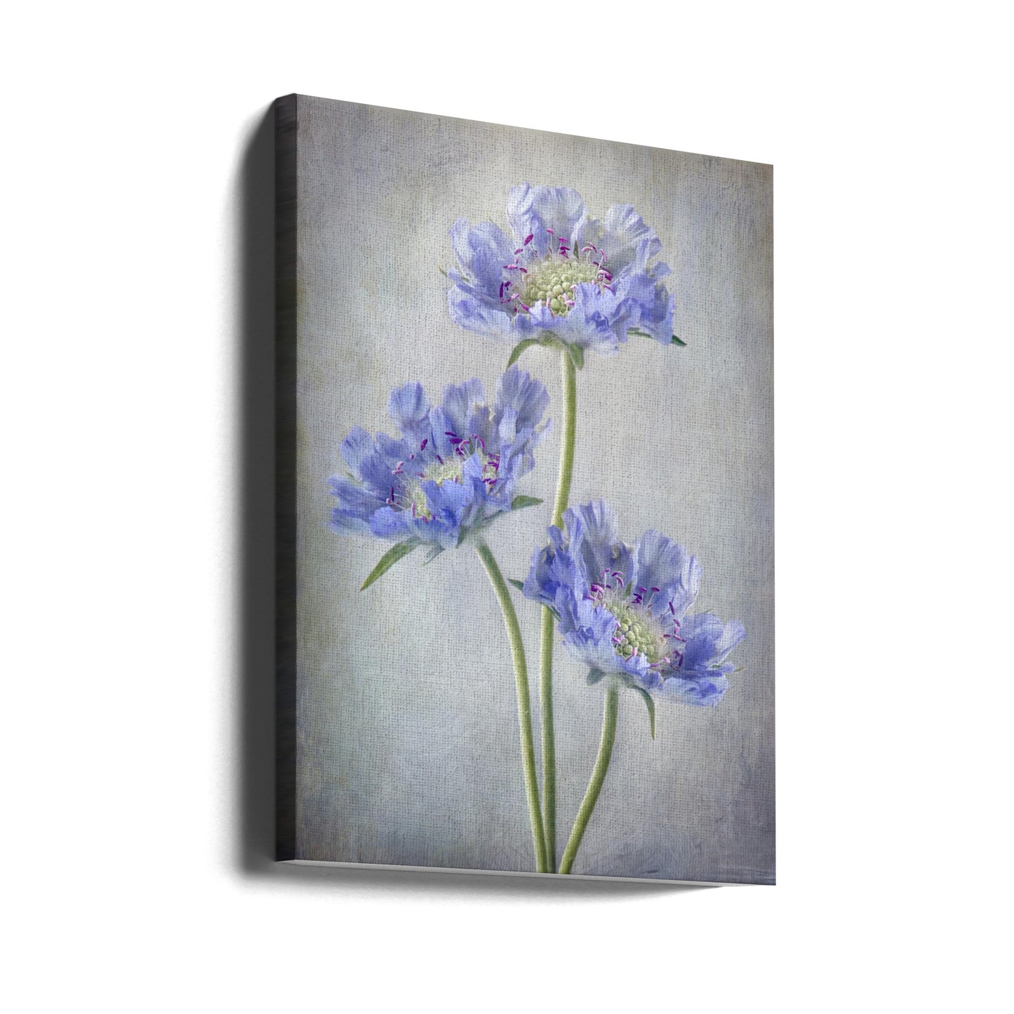 Scabiosa | Canvas