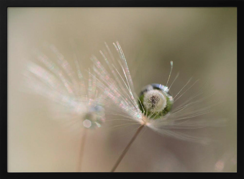 Star of dandelion | Poster