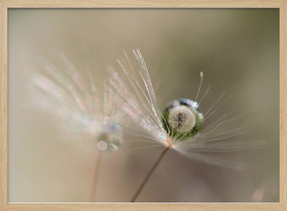 Star of dandelion | Poster
