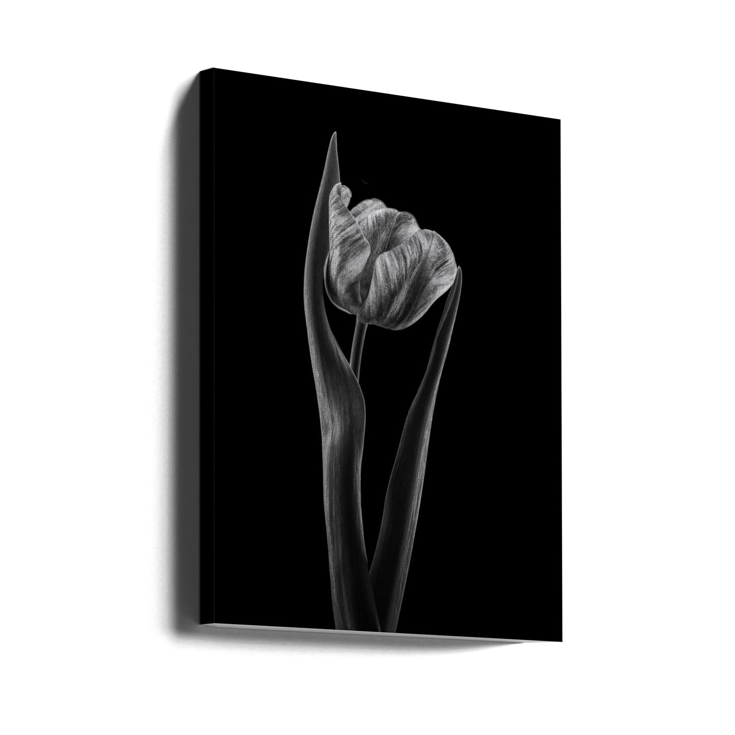 Rembrandt-Tulpe | Leinwand-Bilder