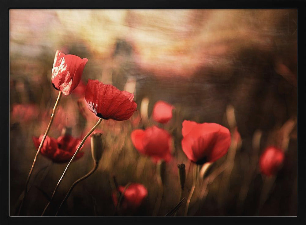 aamuilma | Julisteet - Taidevedokset