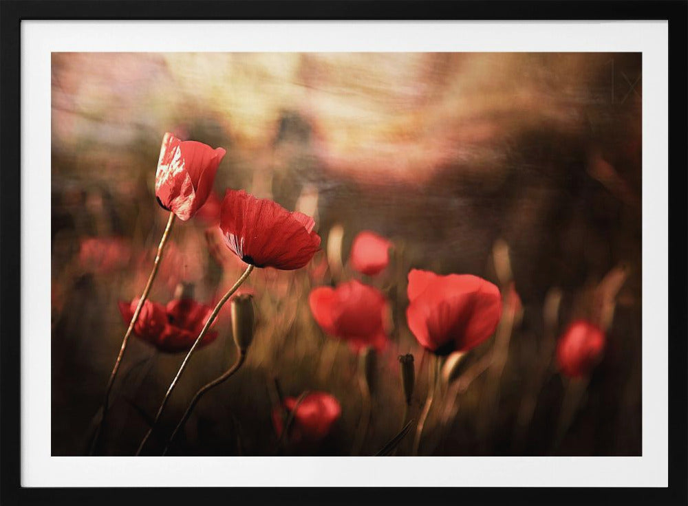 aamuilma | Julisteet - Taidevedokset