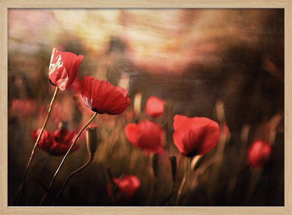 aamuilma | Julisteet - Taidevedokset