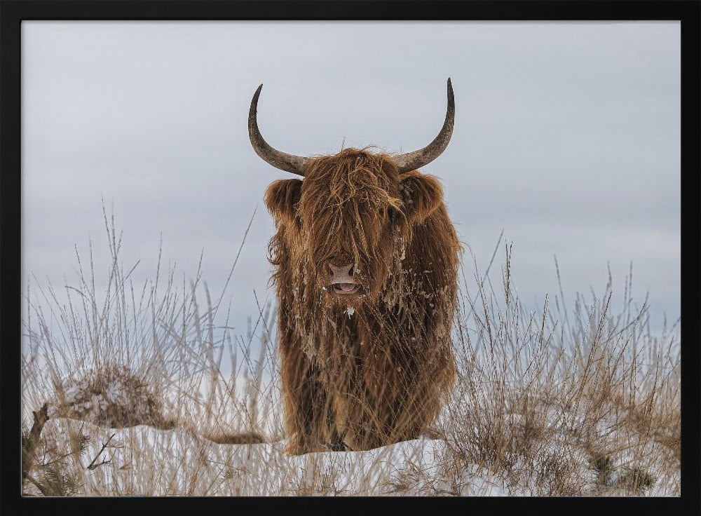 Highlander in Snow | Poster