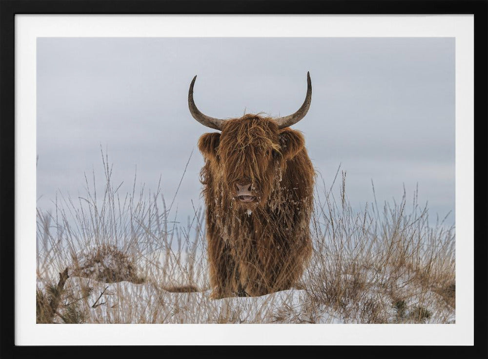 Highlander in Snow | Poster