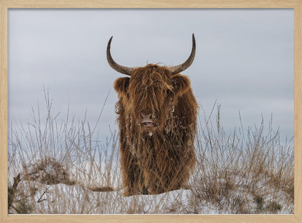 Highlander in Snow | Poster