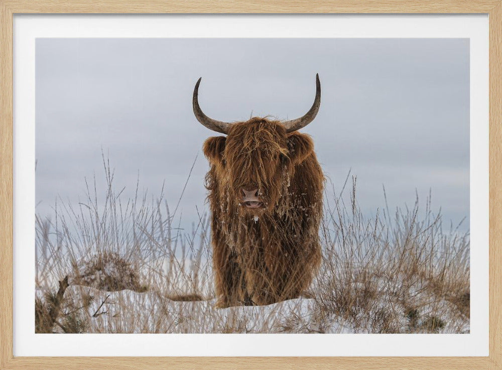 Highlander in Snow | Poster