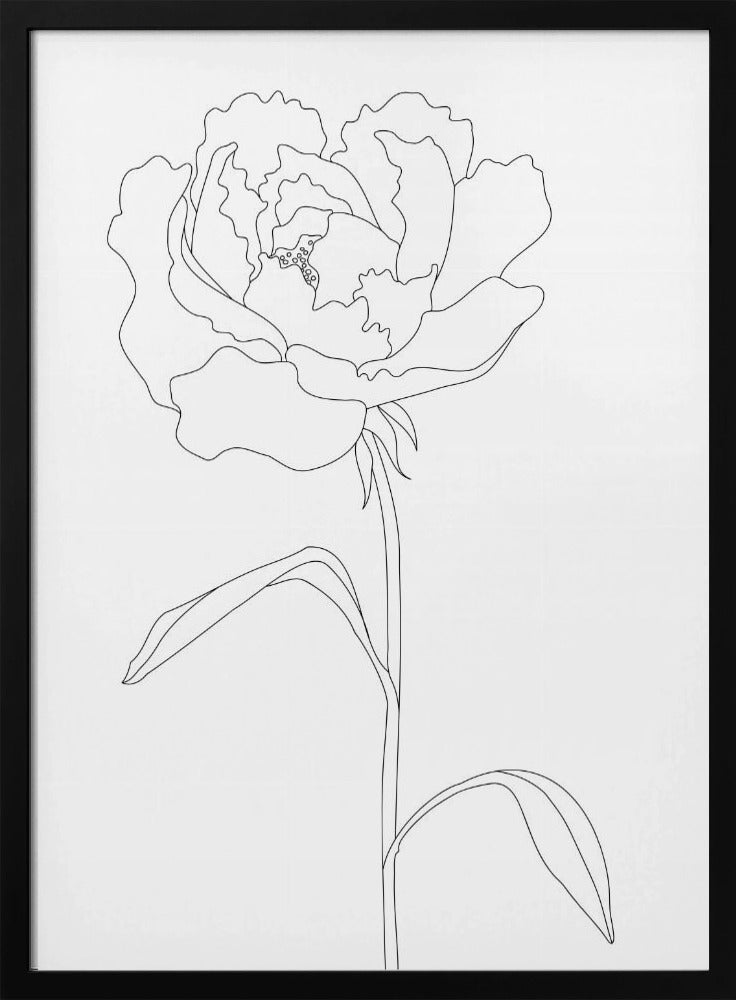 Peony Lines | Poster